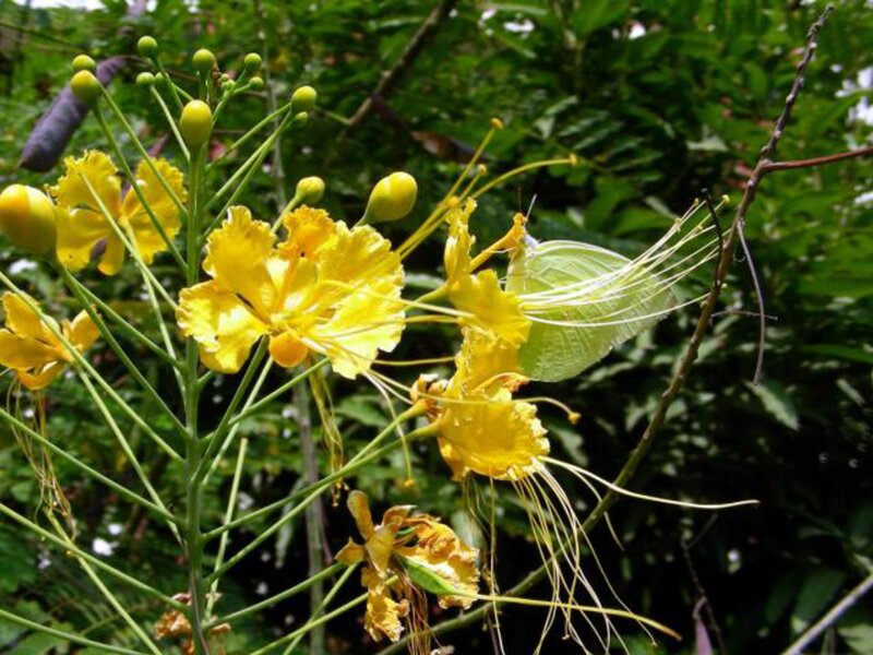 Yellow Flowers with Butterfly
