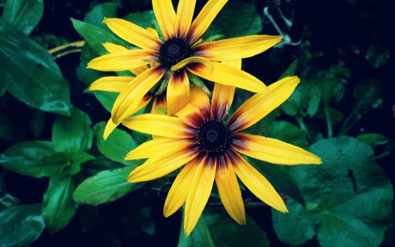 Yellow flowers with dark centers
