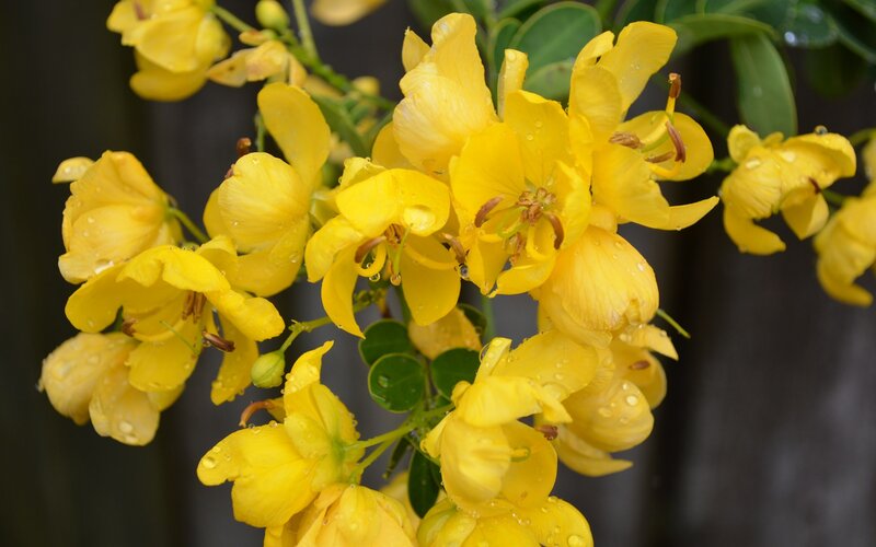 Yellow Flowers with Dew — Calm, Morning, Photograph, Leaves