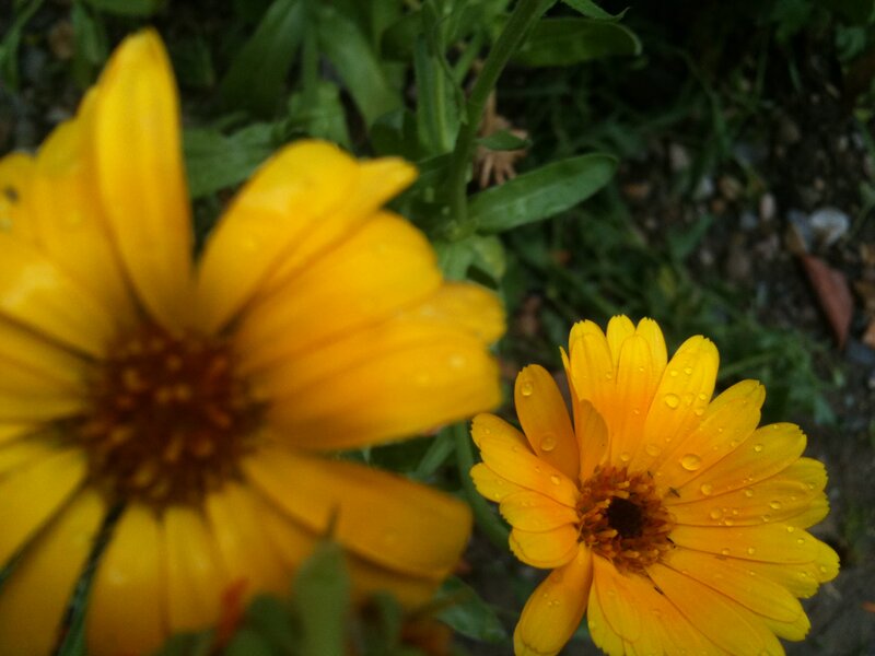 Yellow Flowers with Dew — Calm, Morning