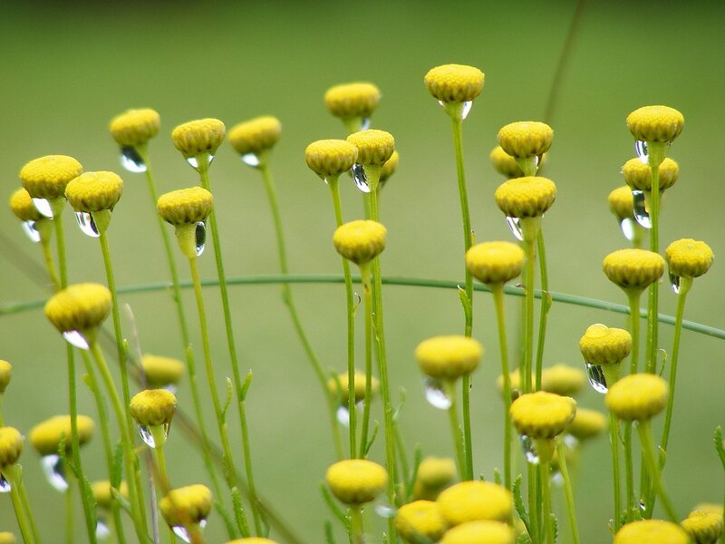 Yellow Flowers with Dew — Calm
