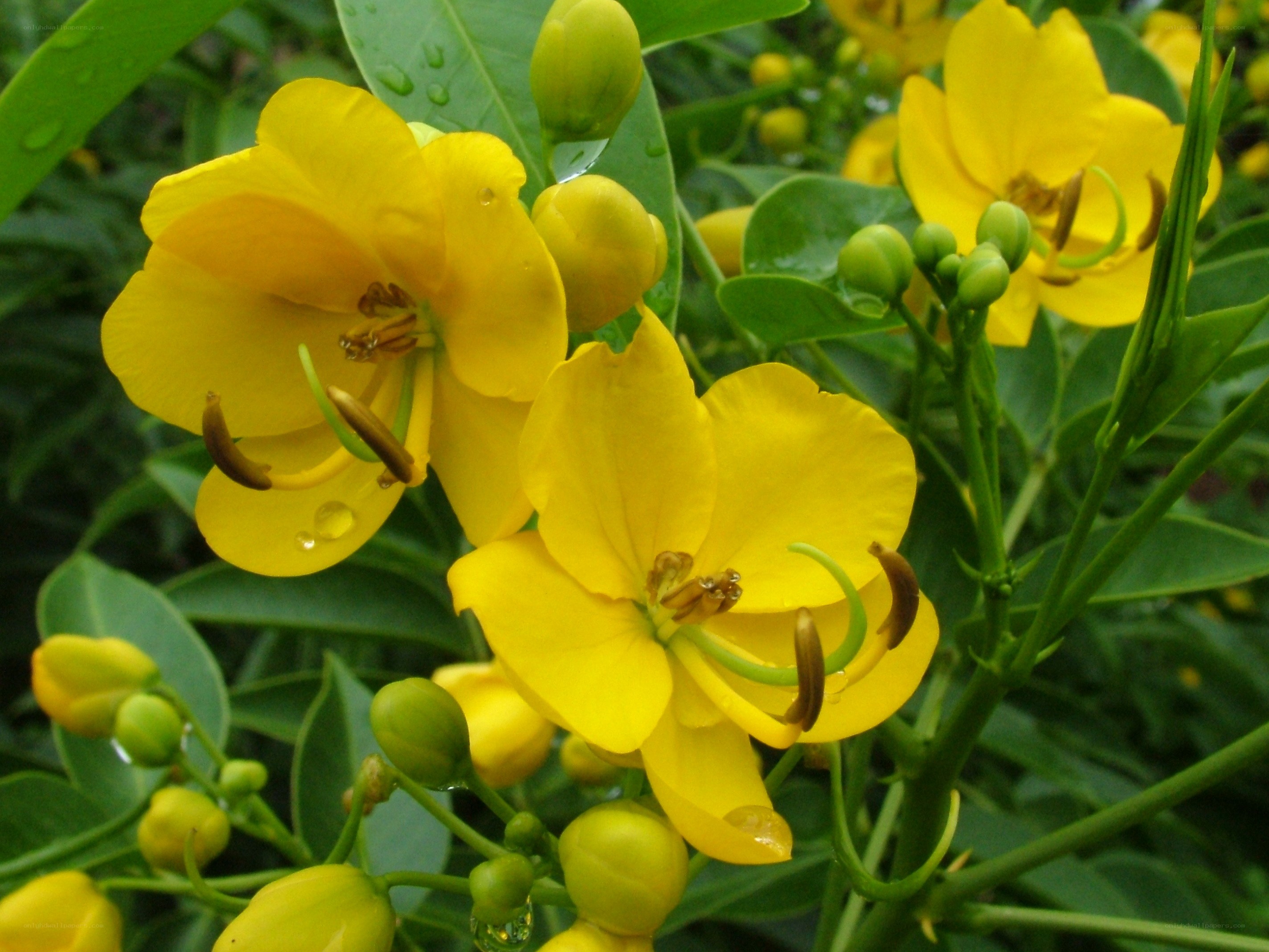 yellow flowers with dew drops