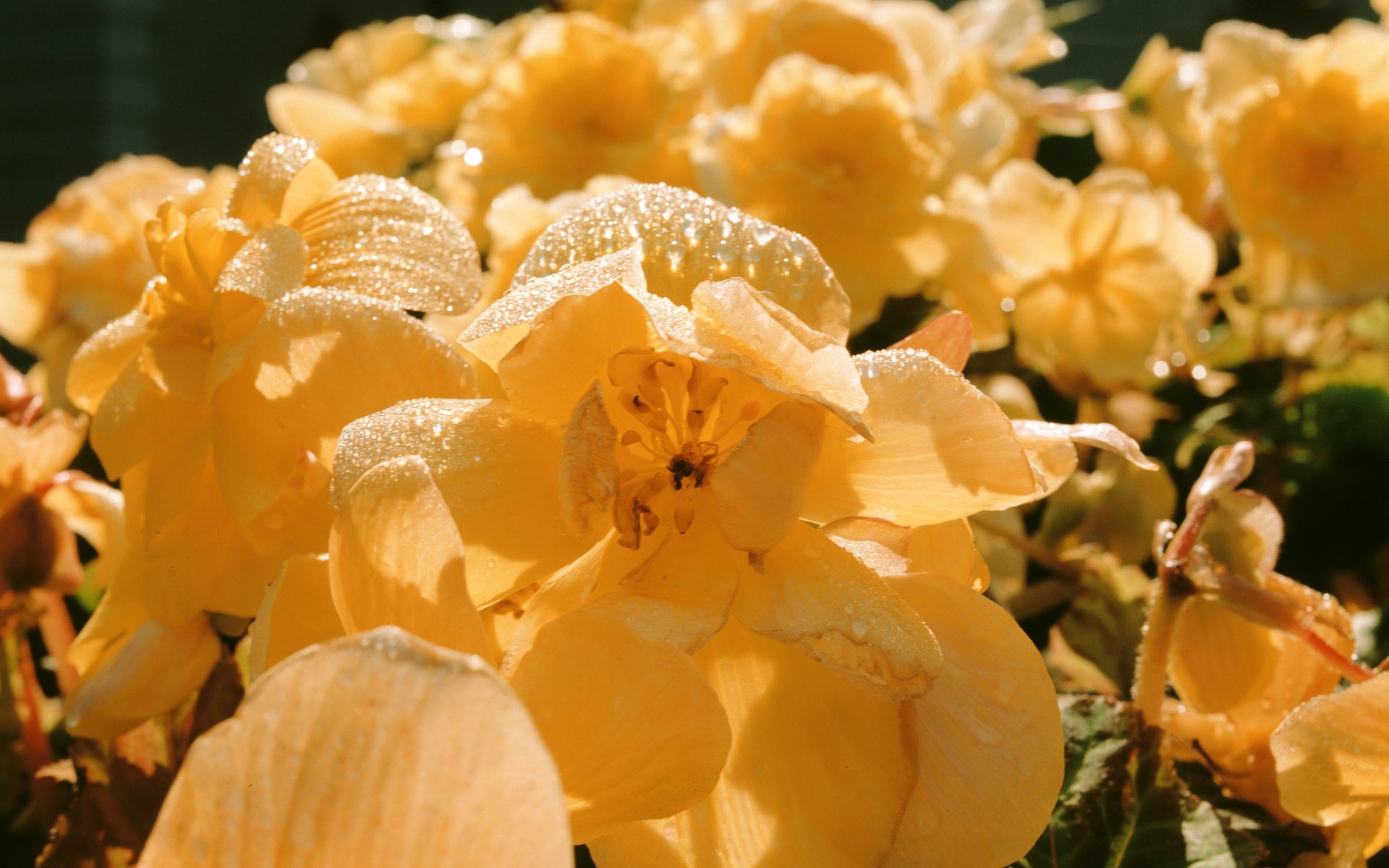 Yellow flowers with dew drops