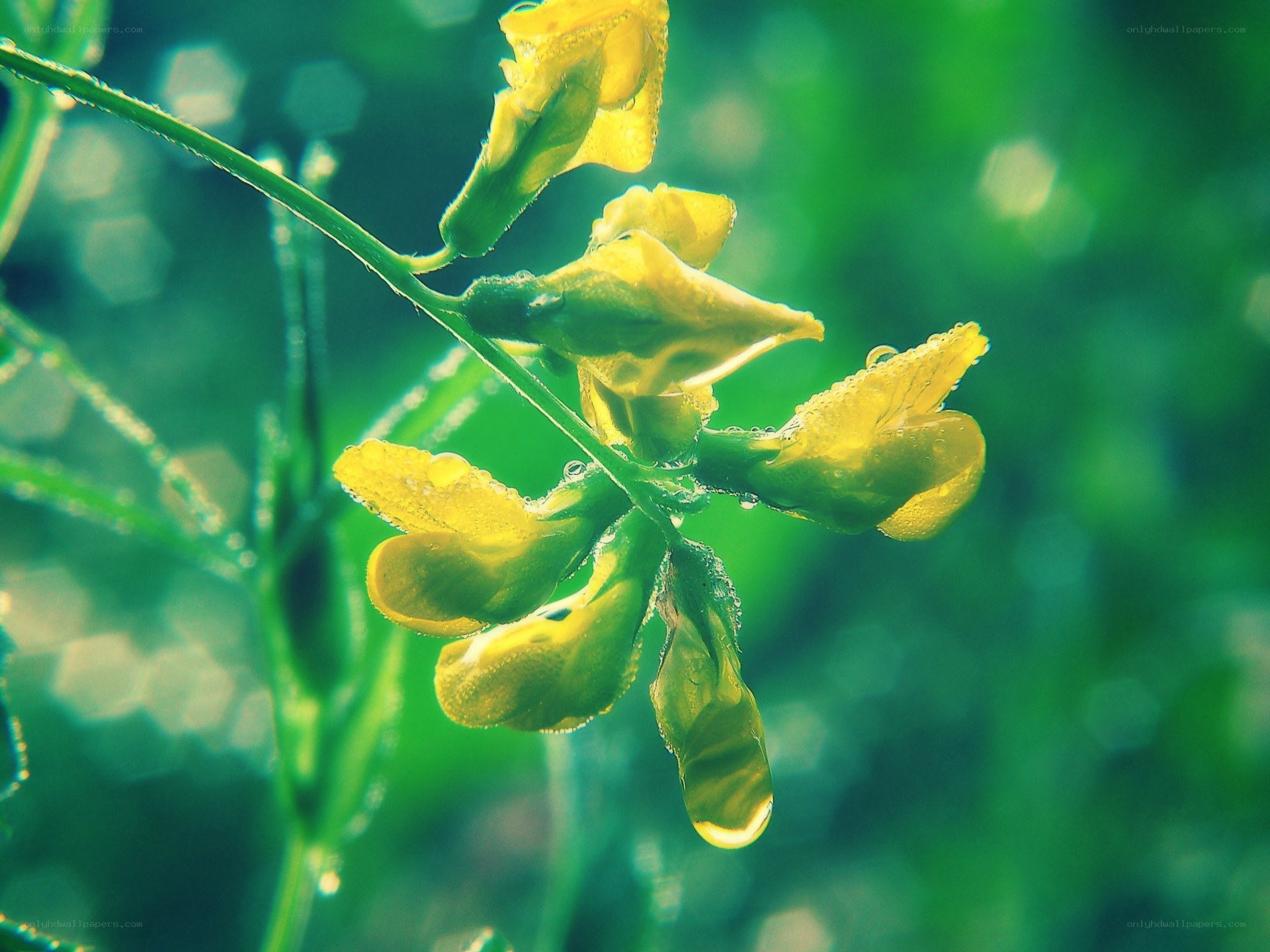 Yellow flowers with dew drops
