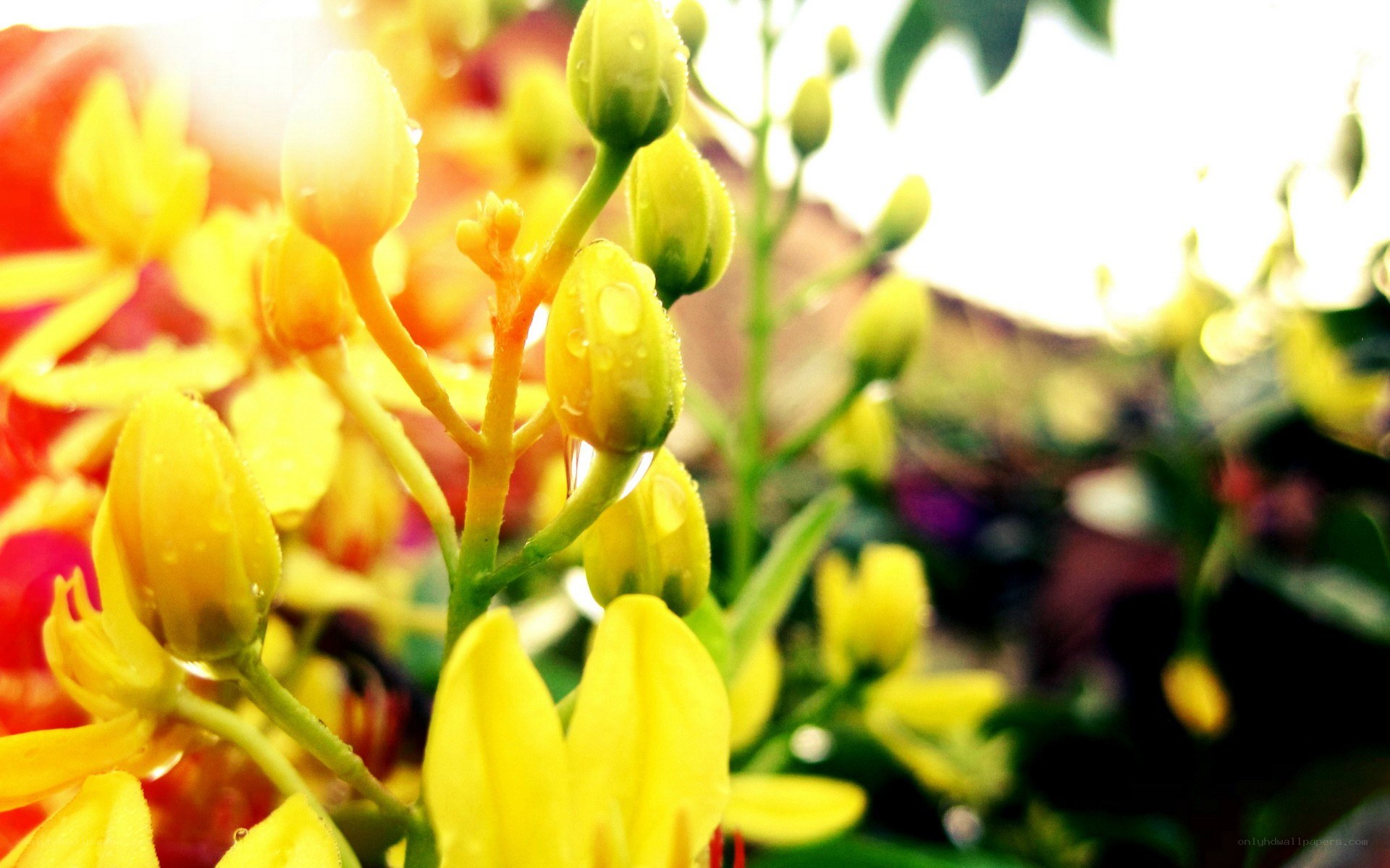 Yellow flowers with dew drops