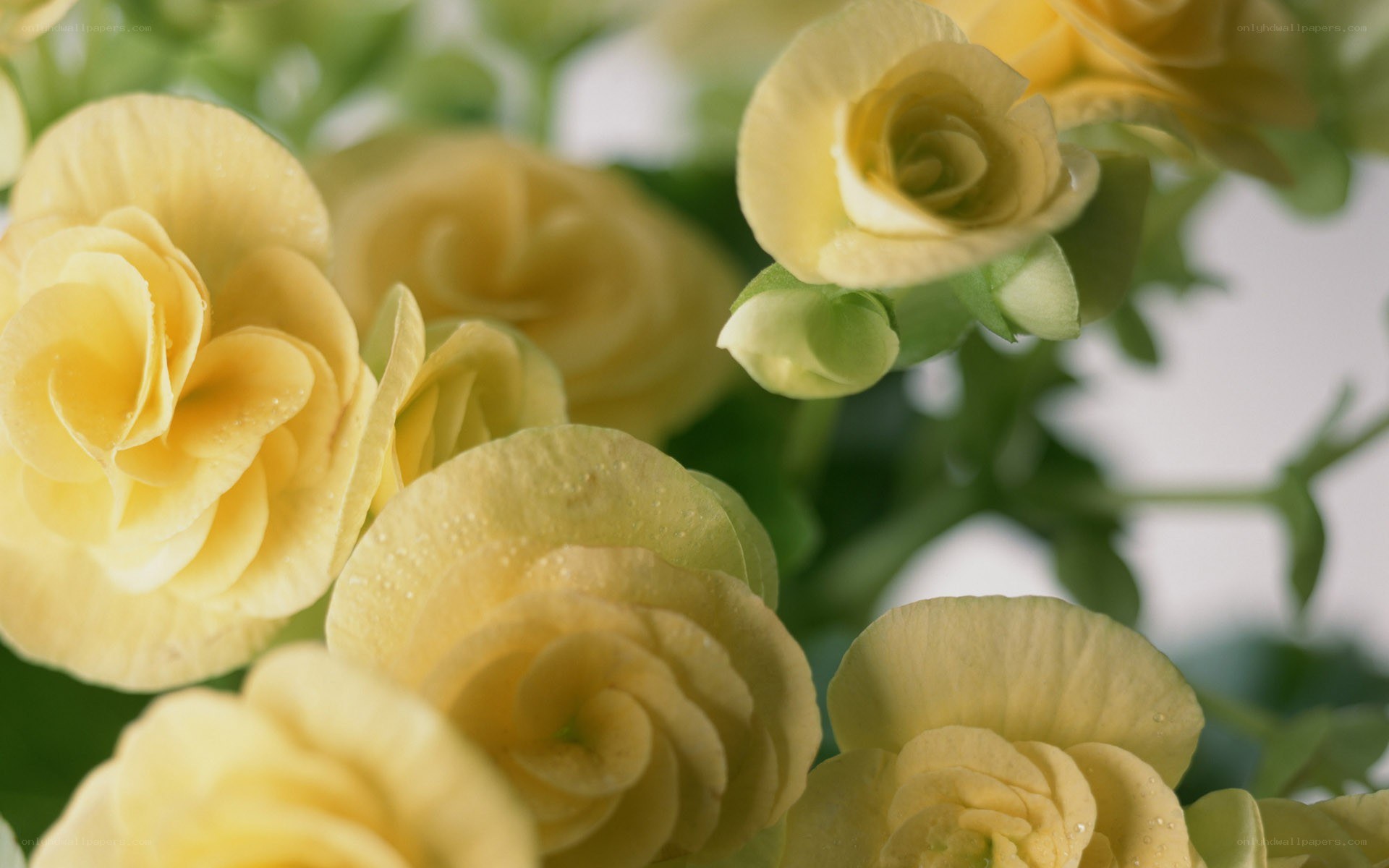 yellow flowers with dew drops