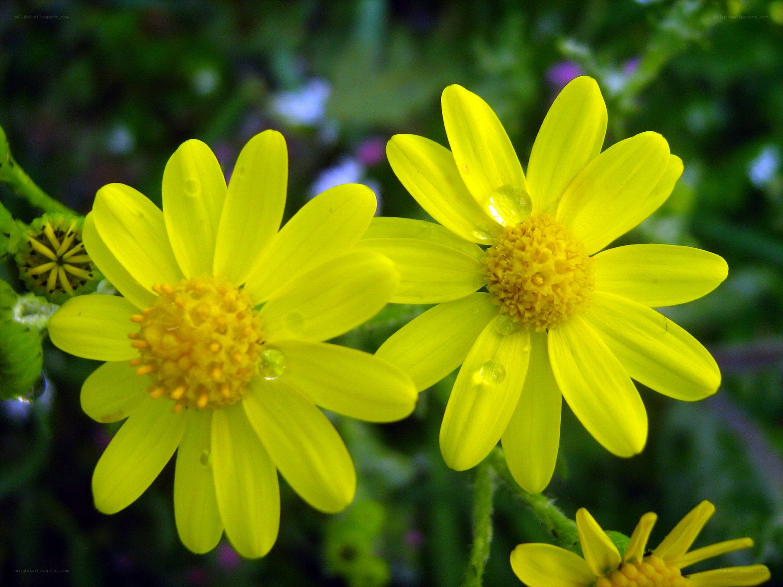 Yellow flowers with dew drops