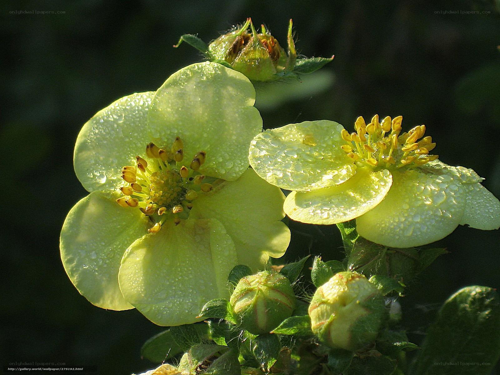 Yellow flowers with dew drops