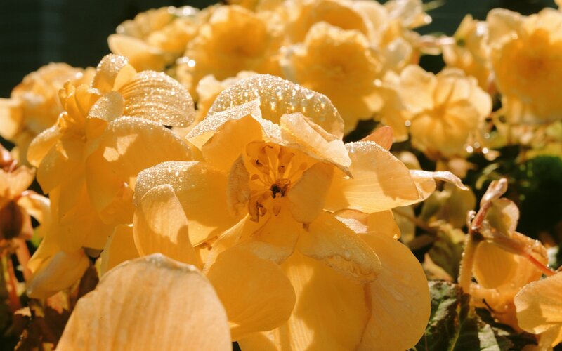 Yellow Flowers with Dew — Serene, Morning, Photograph, Dew Drops