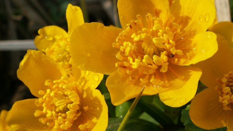 Yellow Flowers with Dew — Serene, Morning