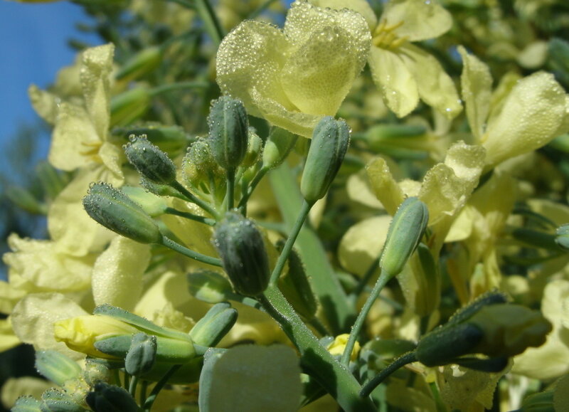 Yellow Flowers with Dew