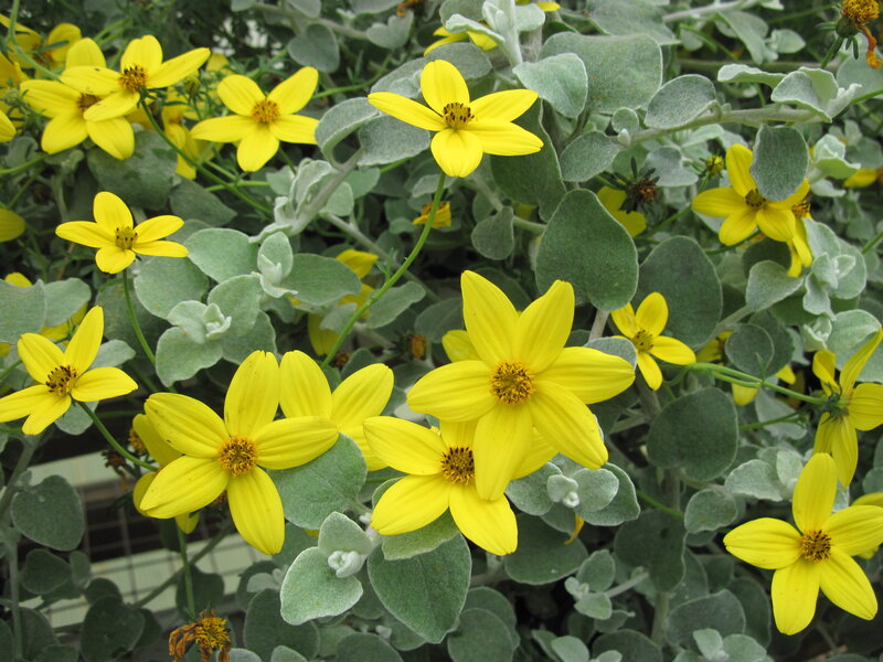 Yellow Flowers with Fuzzy Leaves