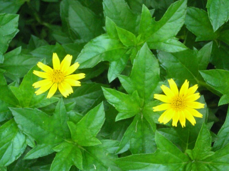Yellow flowers with green leaves