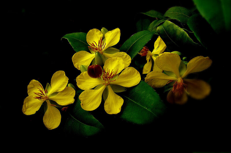 Yellow Flowers with Green Leaves — Dramatic