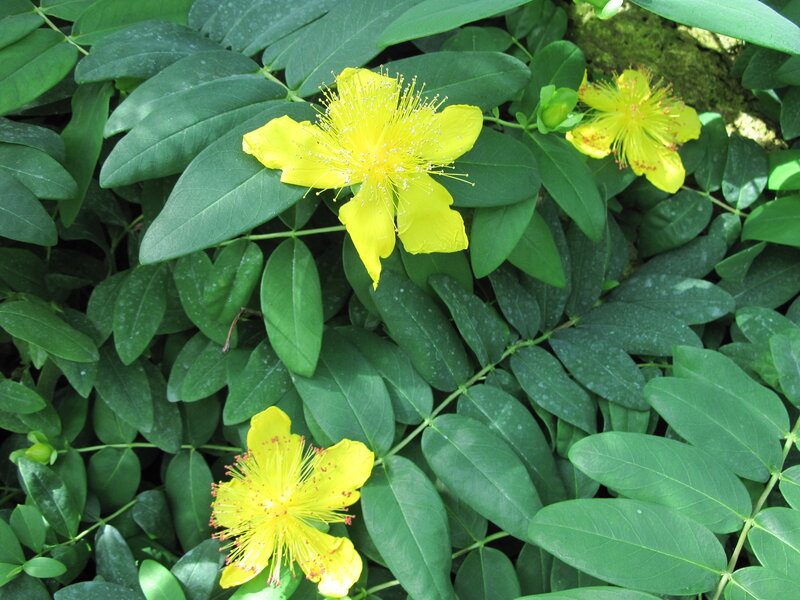 Yellow Flowers with Green Leaves — Natural
