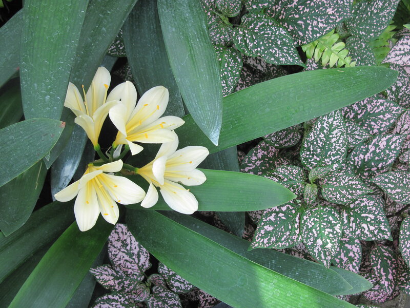 Yellow Flowers with Green Leaves — Serene