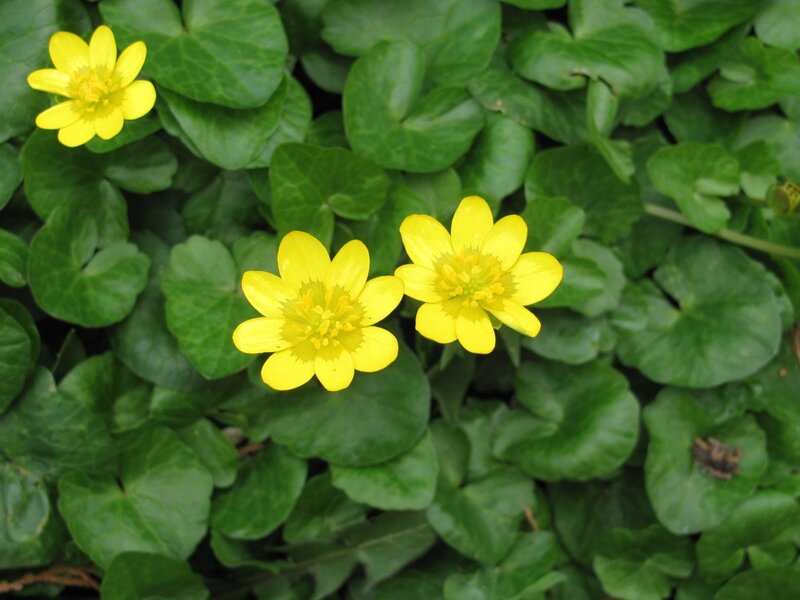 Yellow flowers with green leaves