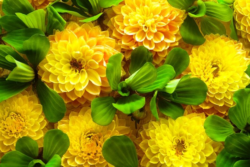 Yellow Flowers with Green Leaves — Vibrant