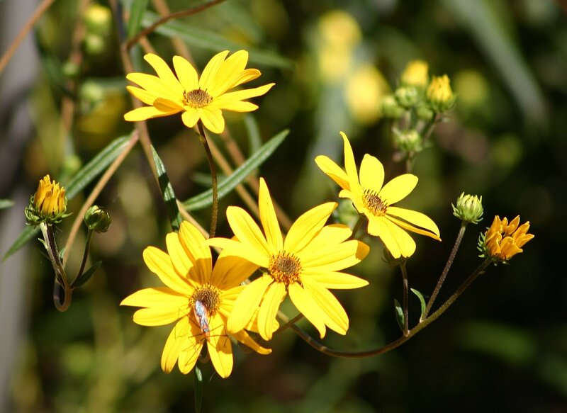 Yellow Flowers with Insect