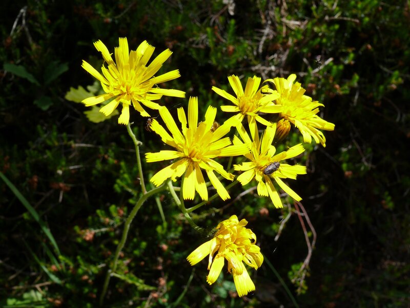 Yellow Flowers with Insects — Natural, Afternoon