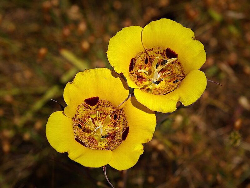 Yellow Flowers with Insects — Natural