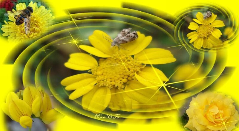 Yellow flowers with insects