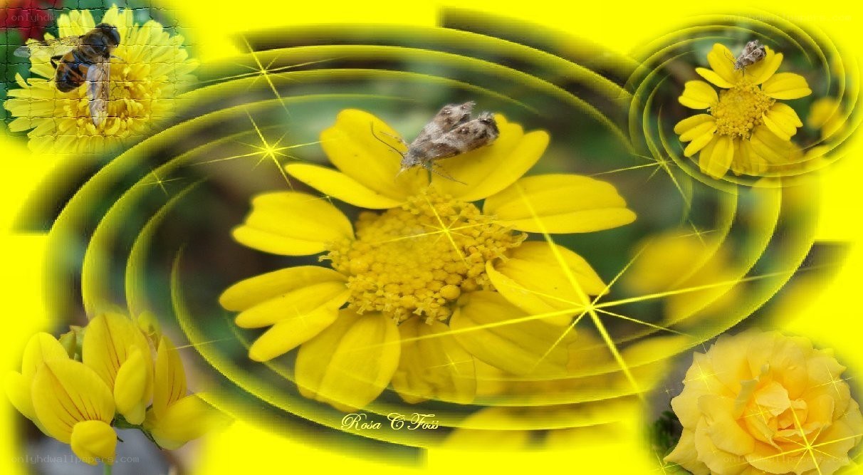 Yellow flowers with insects