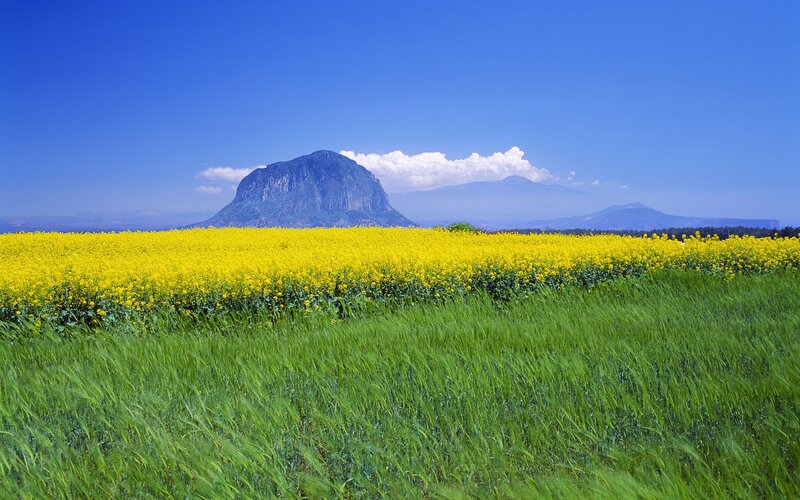 Yellow flowers with mountain backdrop