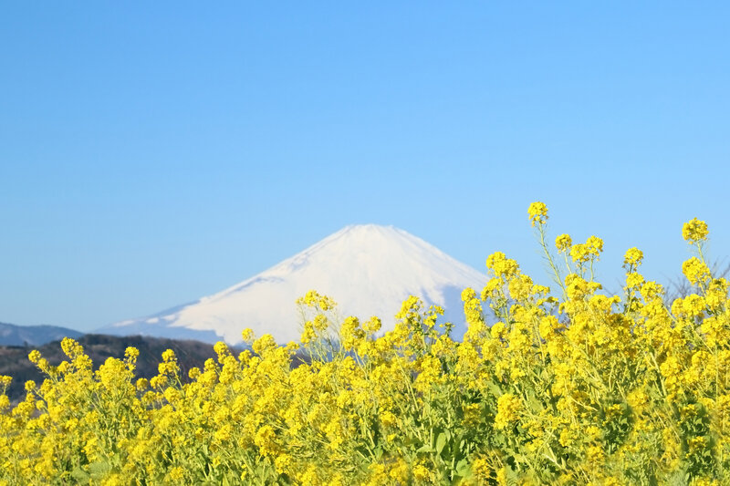 Yellow Flowers with Mountain — Serene