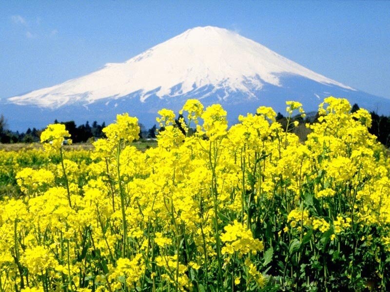 Yellow Flowers with Mountain