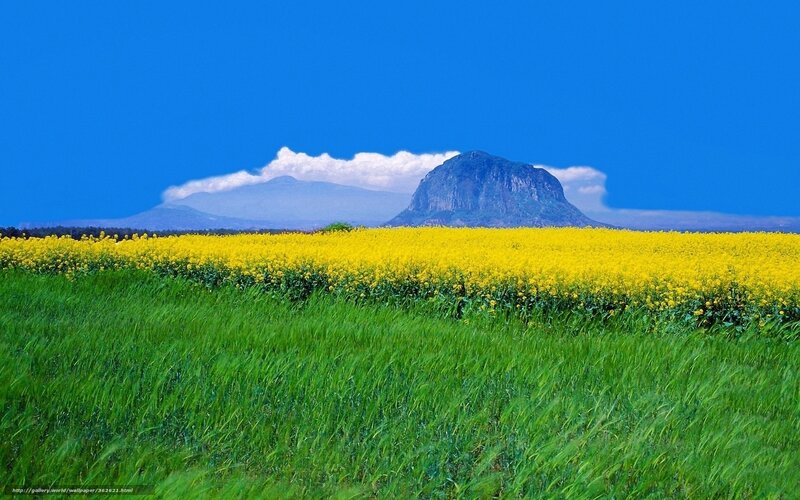Yellow flowers with mountain view