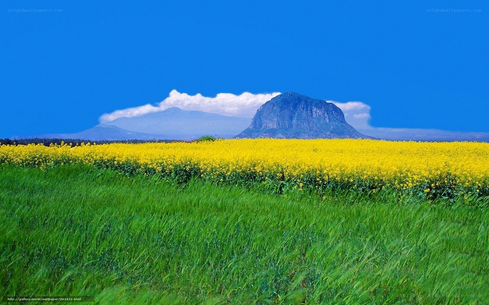 Yellow flowers with mountain view