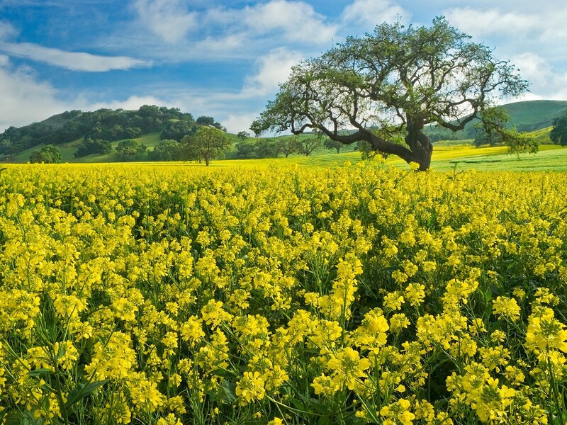 Yellow flowers with oak tree