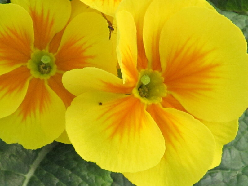 Yellow Flowers with Orange Centers — Natural