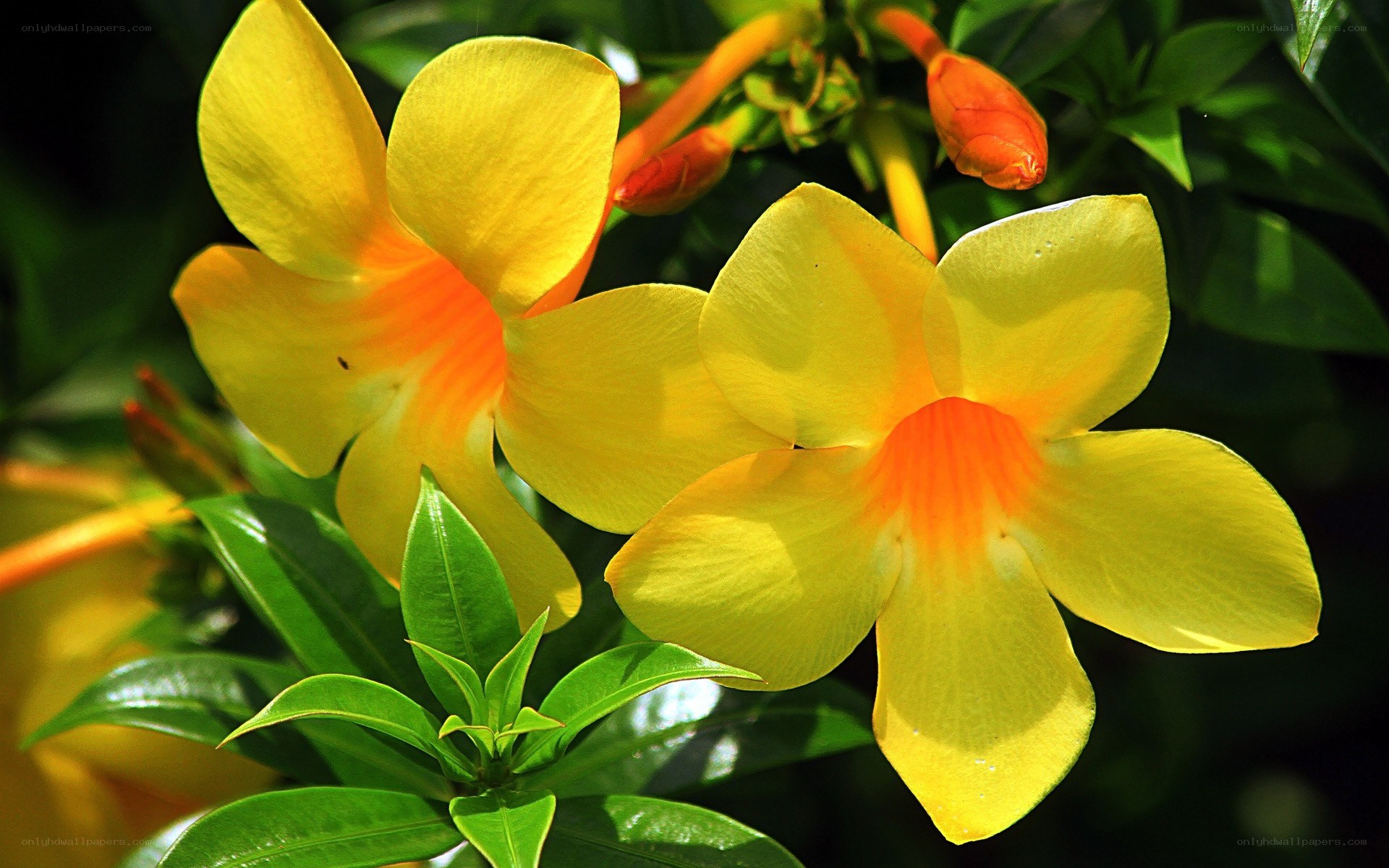 yellow flowers with orange centers
