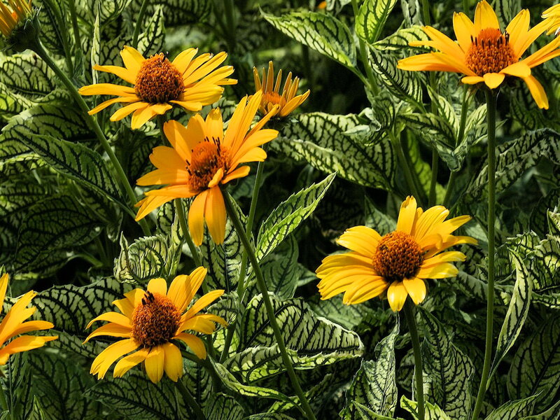 Yellow Flowers with Patterned Leaves — Natural