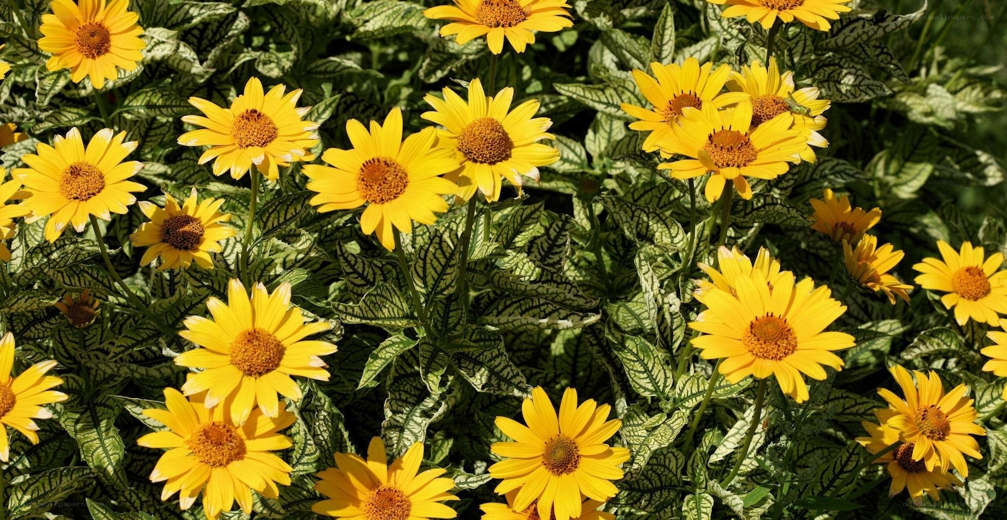 Yellow flowers with patterned leaves