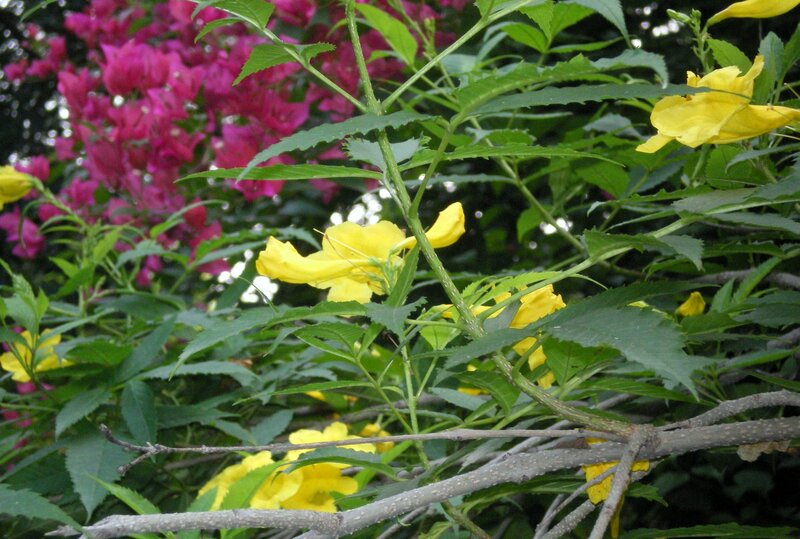 Yellow flowers with pink background