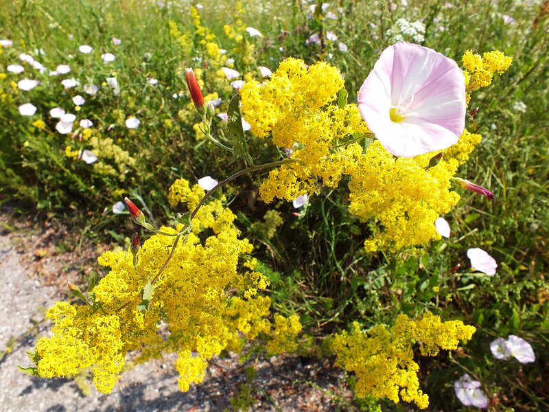 Yellow Flowers with Pink Bloom