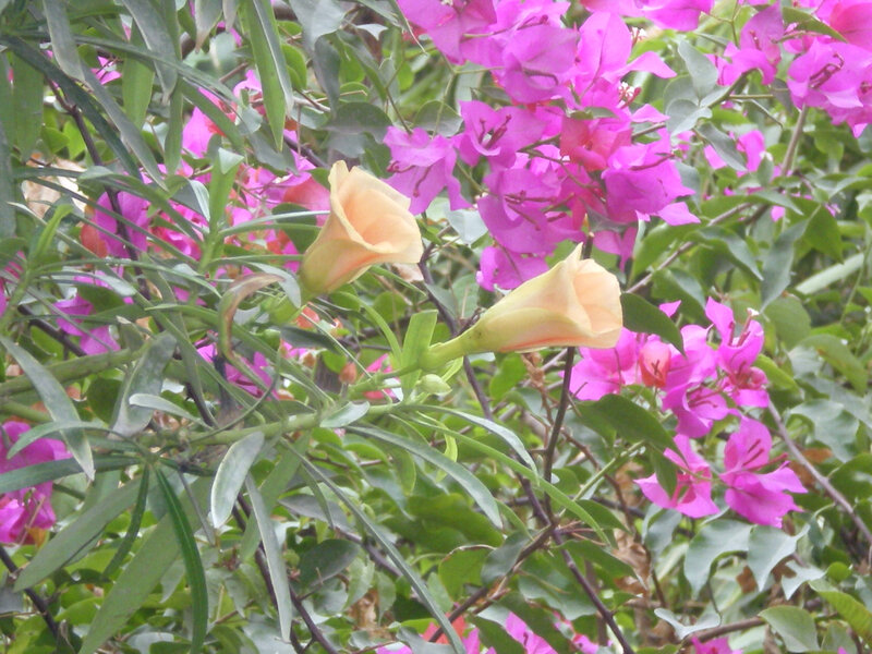 Yellow flowers with pink bougainvillea