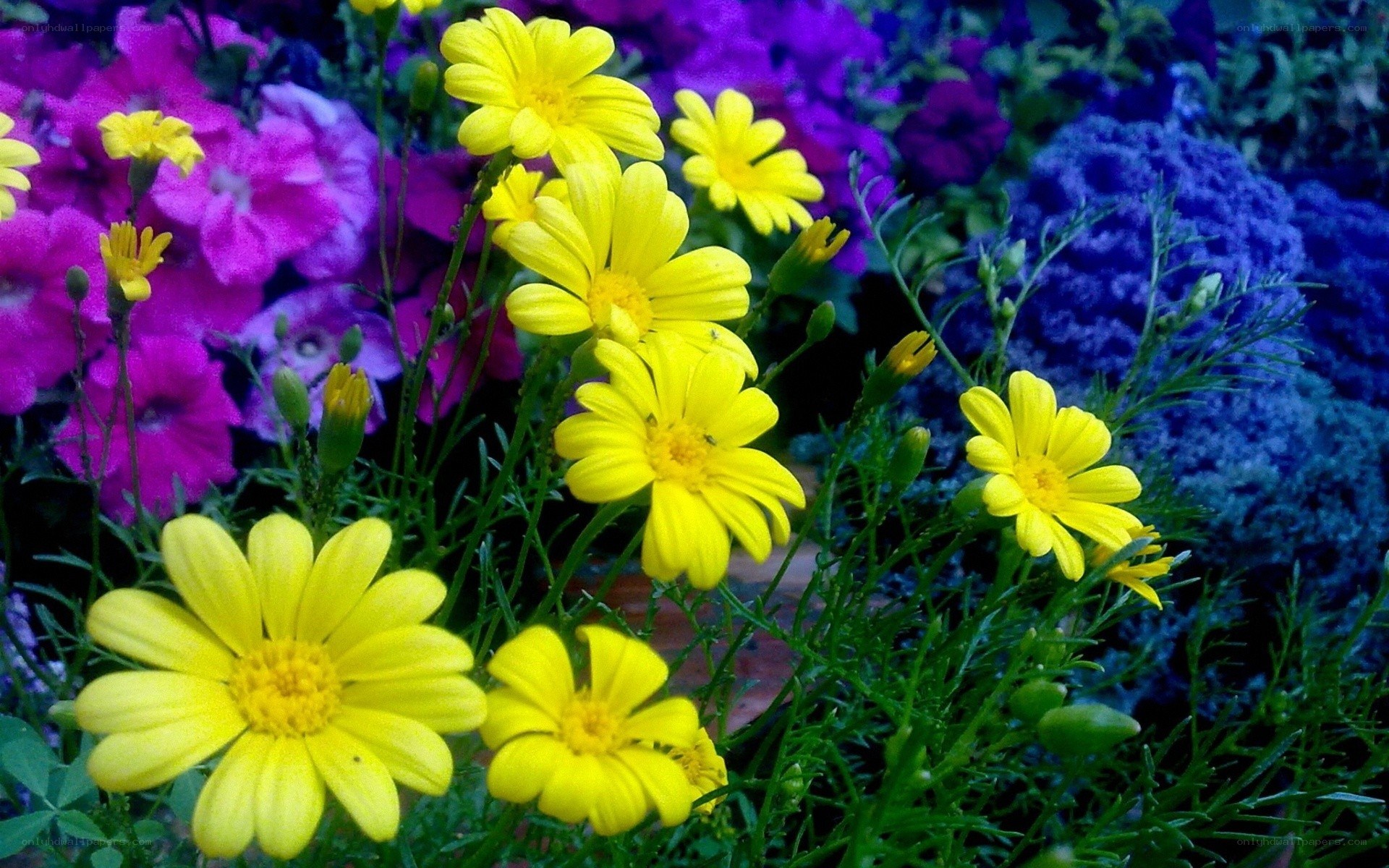 Yellow flowers with purple background