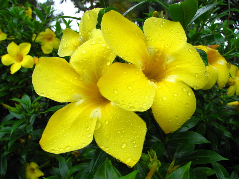 Yellow flowers with raindrops