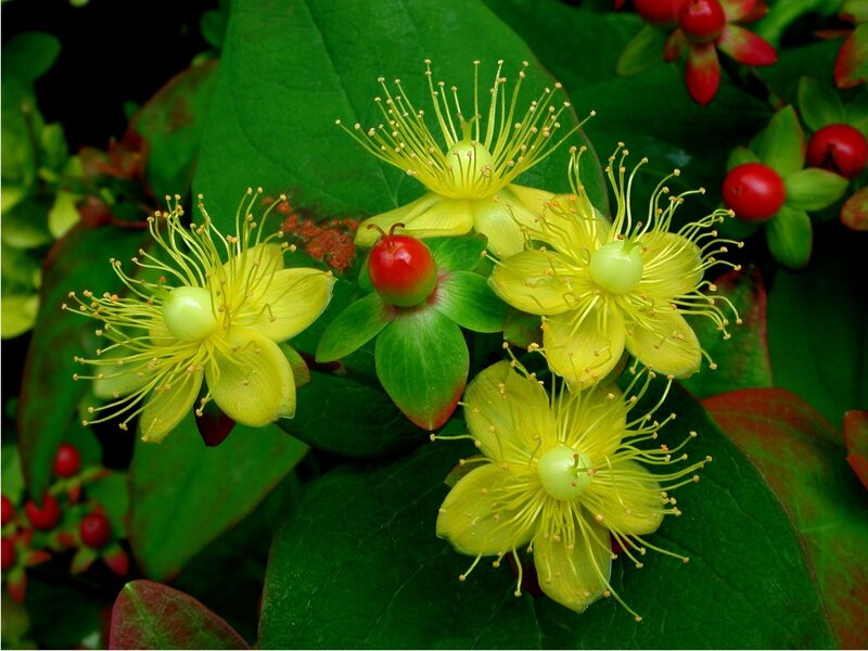 Yellow Flowers with Red Berries