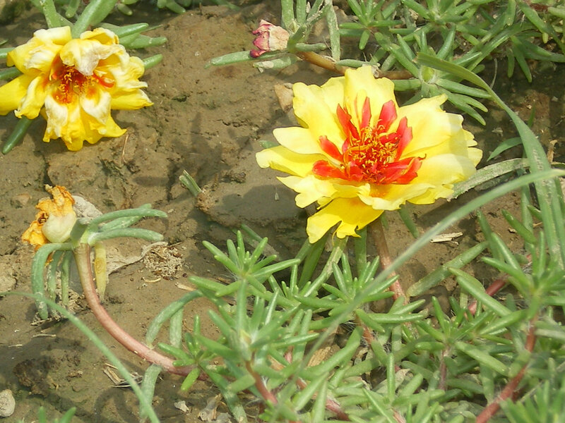 yellow flowers with red centers