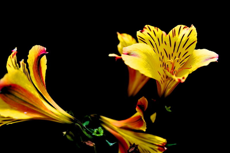 Yellow flowers with red stripes