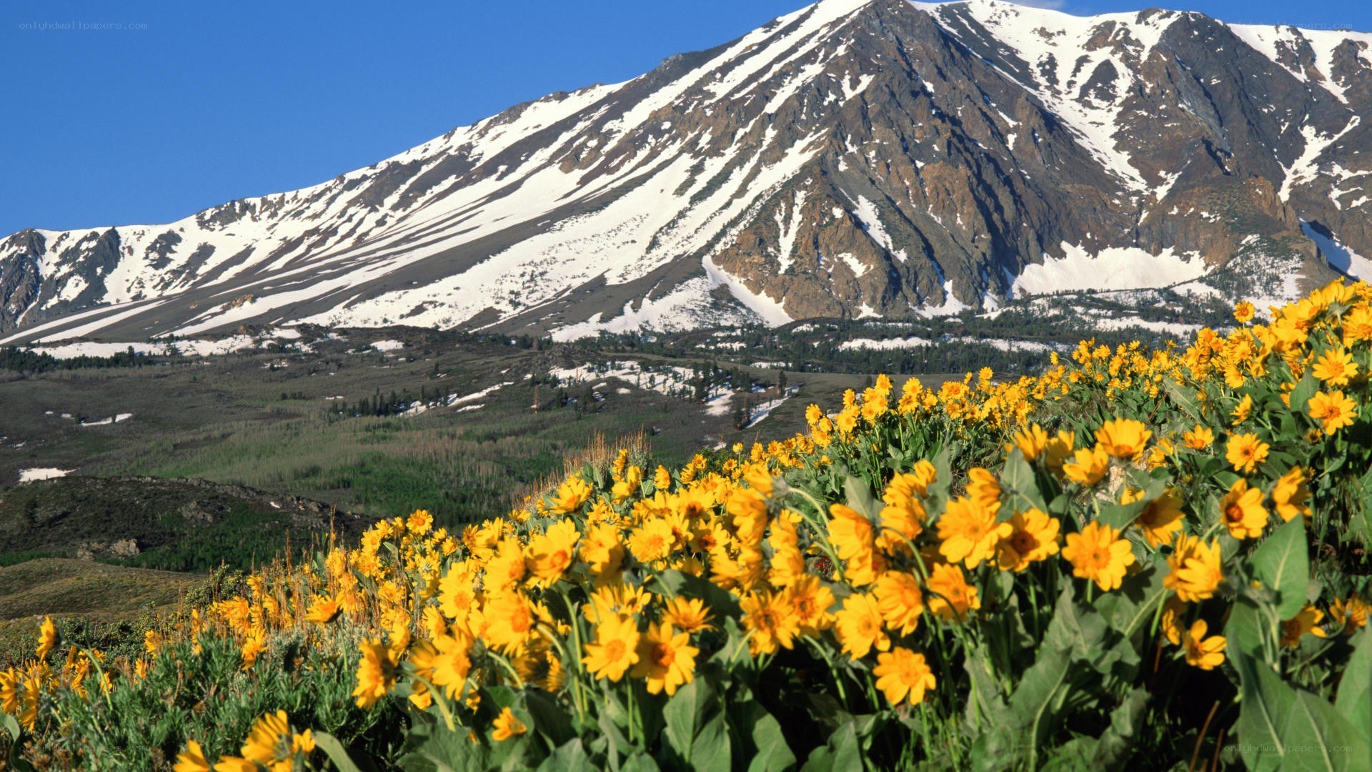 Yellow flowers with snow-capped mountain