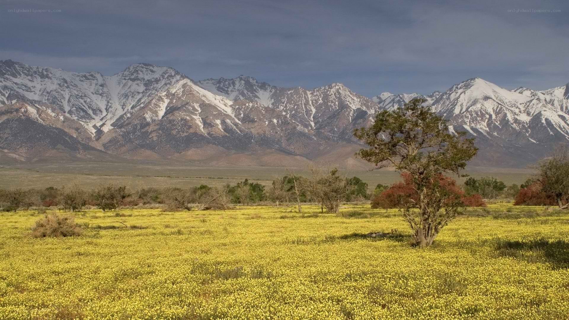 Yellow flowers with snow-capped mountains