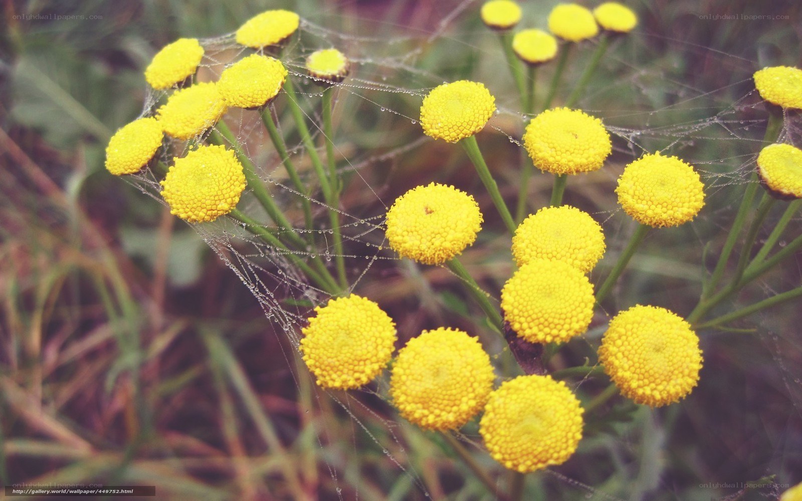 Yellow flowers with spider web