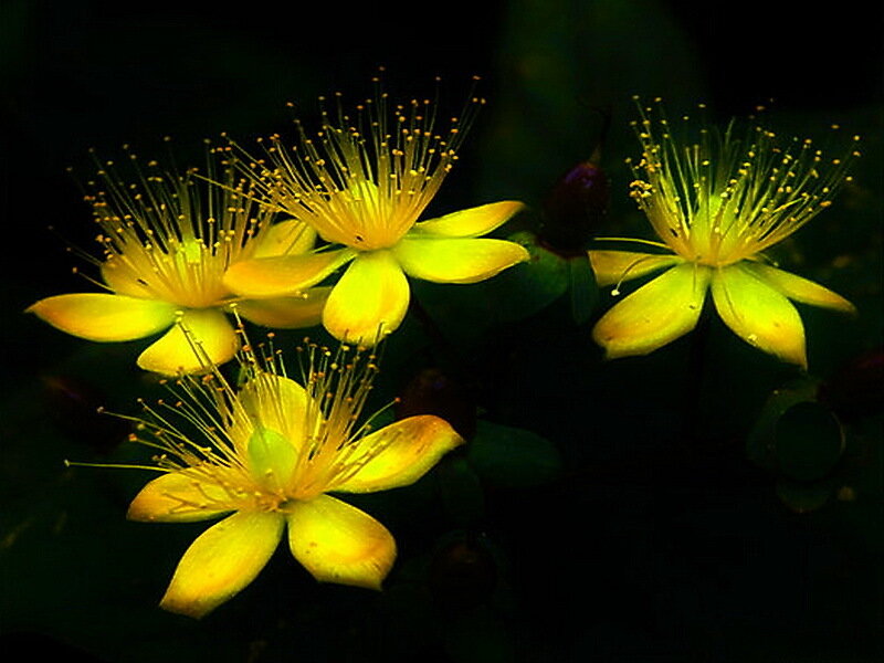 Yellow Flowers with Stamens