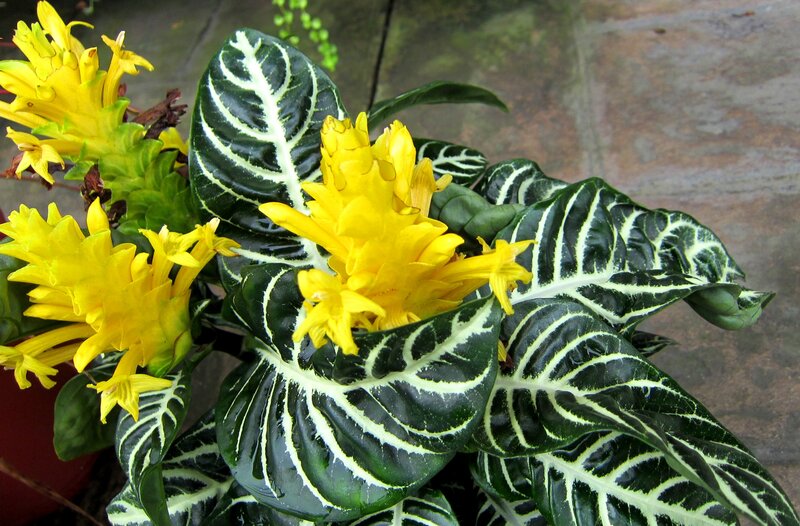 Yellow Flowers with Striped Leaves